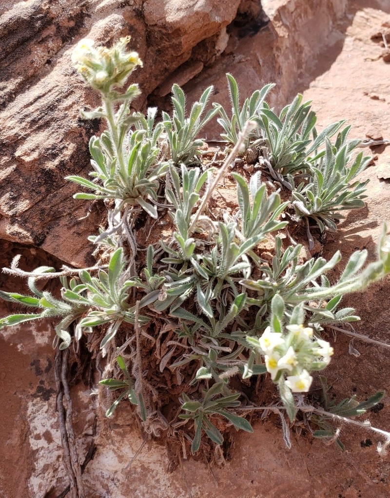 Tawny Cryptantha photo 6