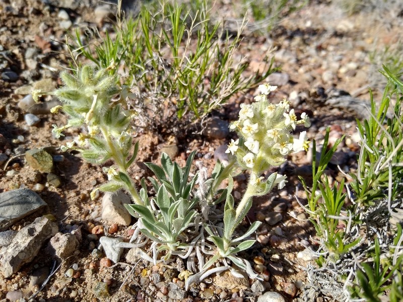 Tawny Cryptantha photo 8