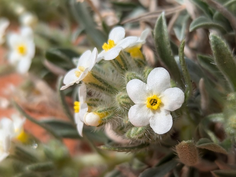 Oreocarya fulvocanescens var. fulvocanescens