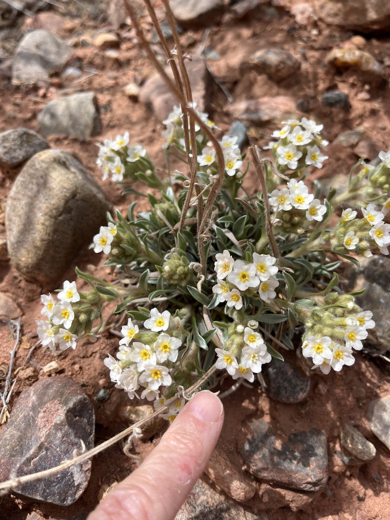 Oreocarya fulvocanescens var. fulvocanescens photo 2