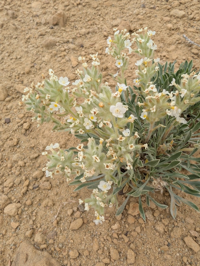 Oreocarya fulvocanescens var. fulvocanescens photo 3
