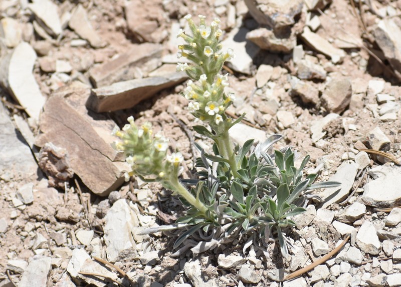 Oreocarya fulvocanescens var. fulvocanescens photo 4