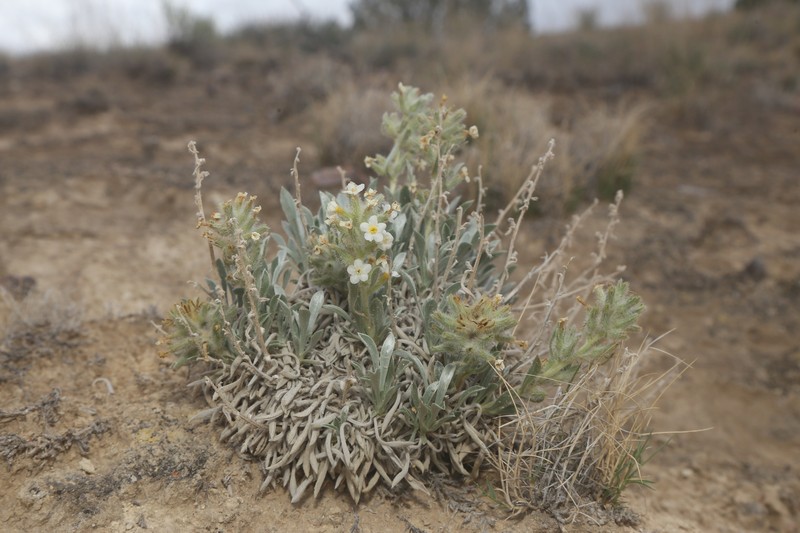 Oreocarya fulvocanescens var. fulvocanescens photo 6