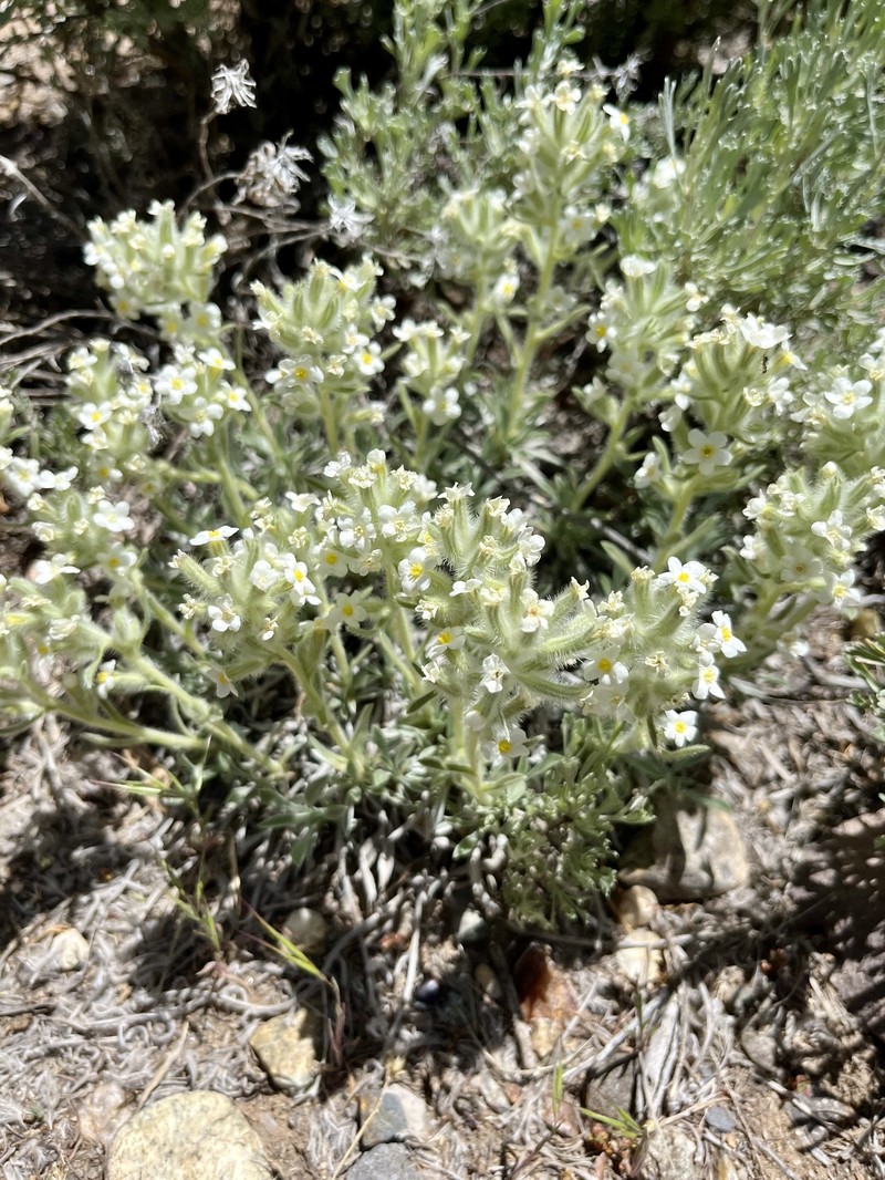 Oreocarya fulvocanescens var. fulvocanescens photo 7