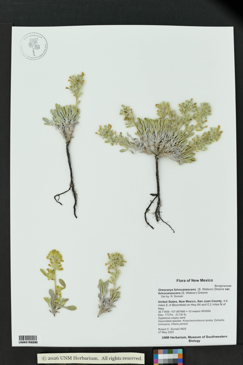 Oreocarya fulvocanescens var. fulvocanescens photo 8