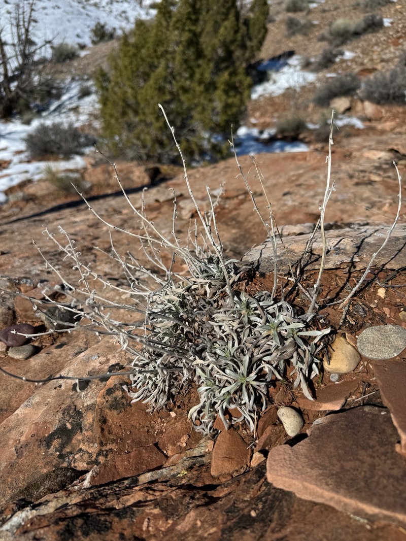 Oreocarya fulvocanescens var. nitida
