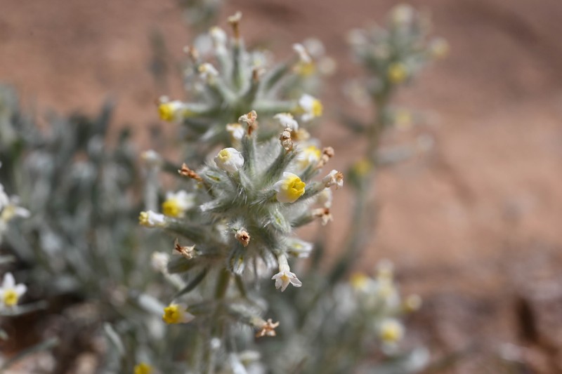 Oreocarya fulvocanescens var. nitida photo 4