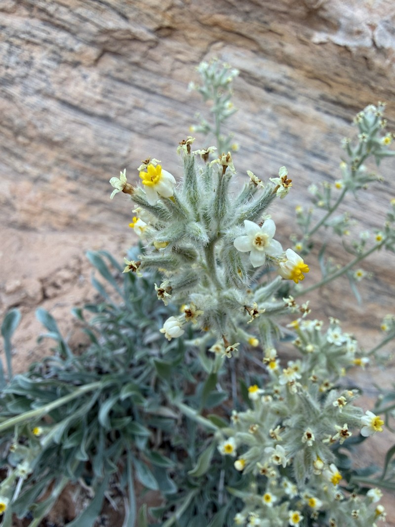 Oreocarya fulvocanescens var. nitida photo 7