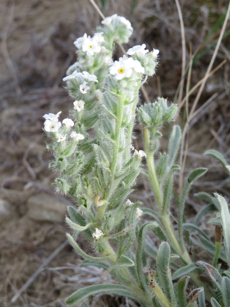 Oreocarya glomerata
