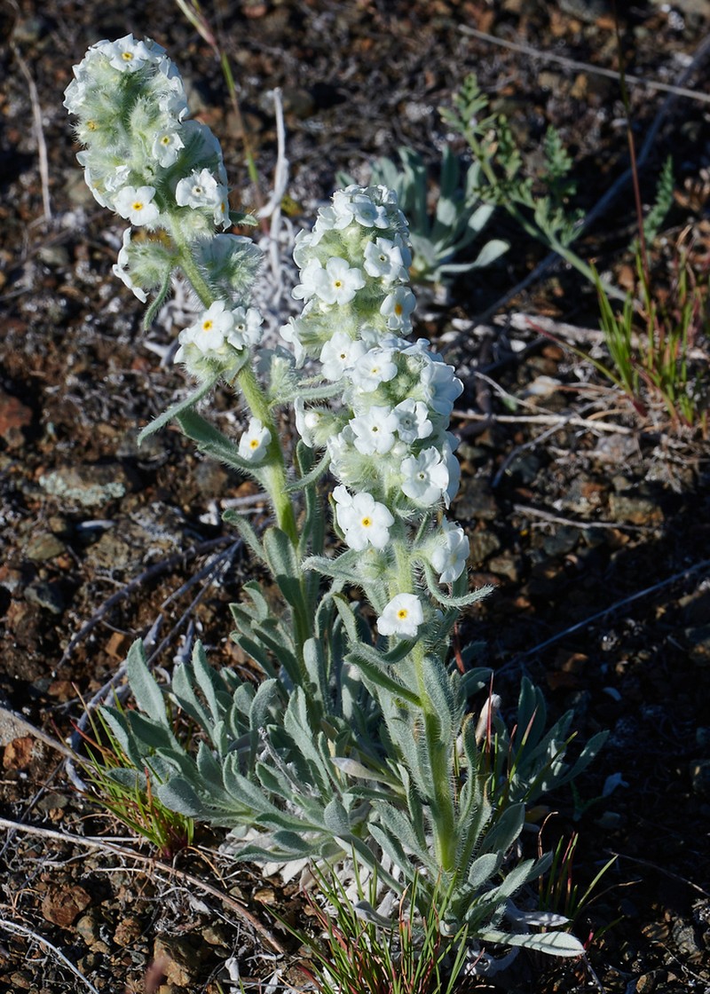 Oreocarya glomerata photo 2