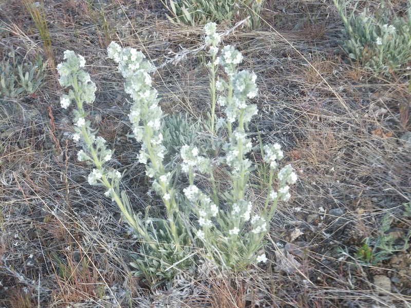 Oreocarya glomerata photo 3