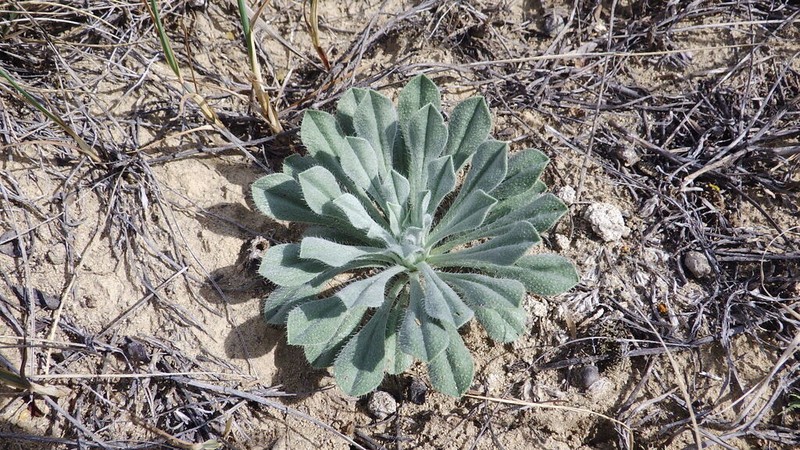Oreocarya glomerata photo 5