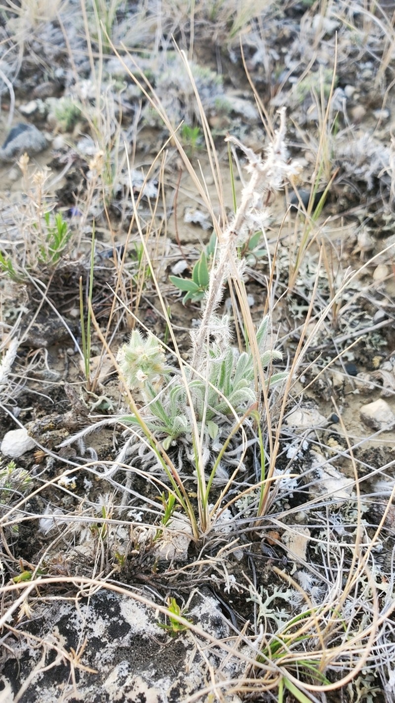 Oreocarya glomerata photo 7