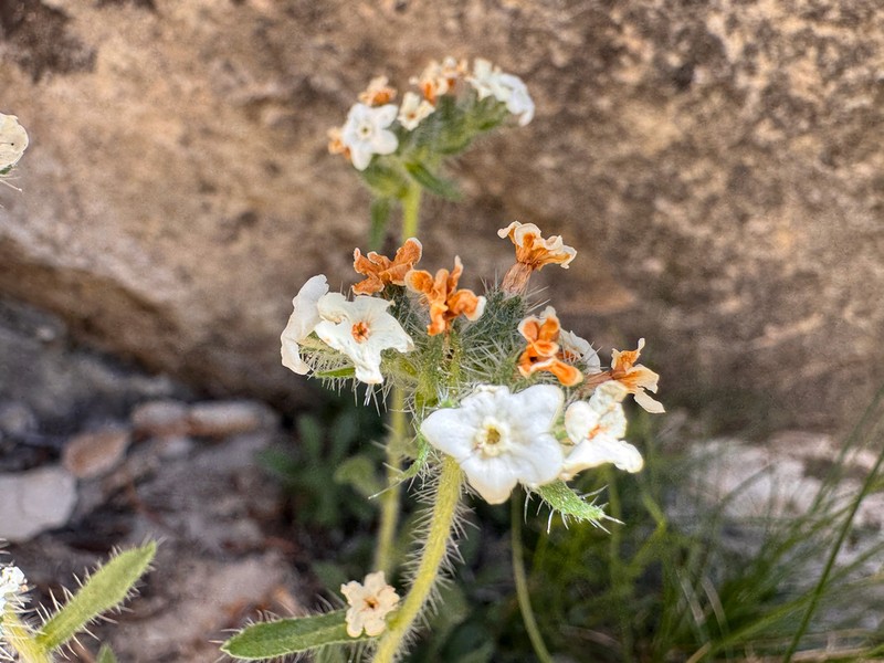 Fragrant Cryptantha