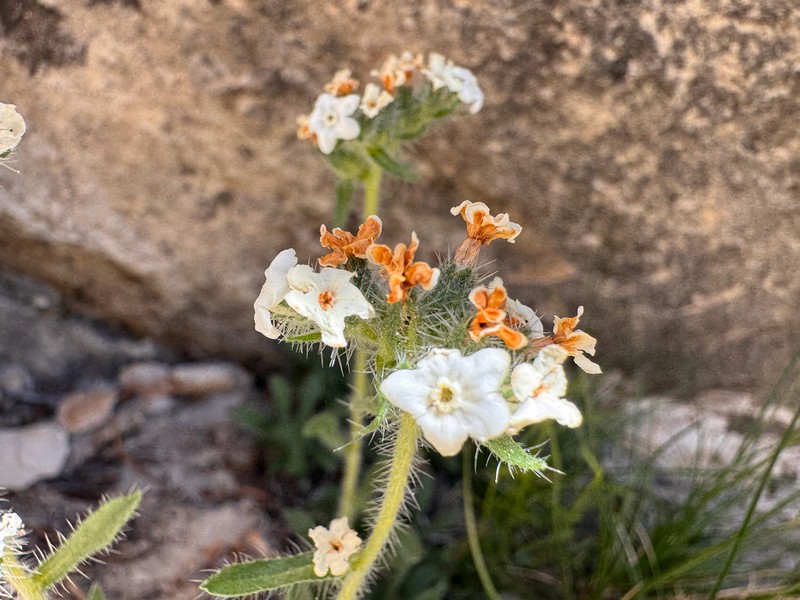 Fragrant Cryptantha photo 2