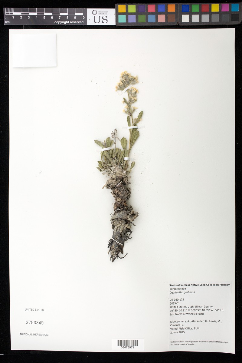 Fragrant Cryptantha photo 4