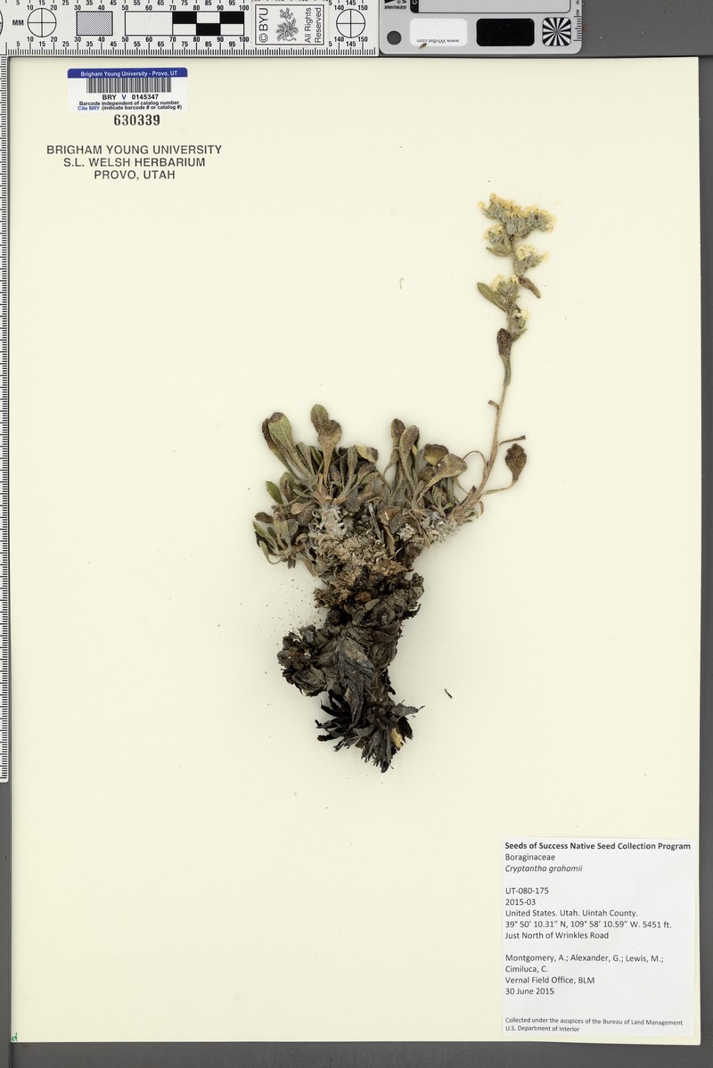 Fragrant Cryptantha photo 5