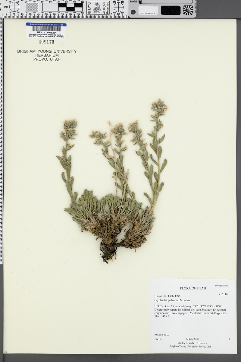 Fragrant Cryptantha photo 6