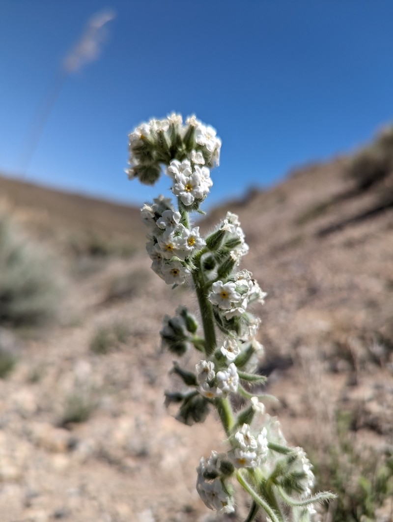 Hoffmann's Cryptantha