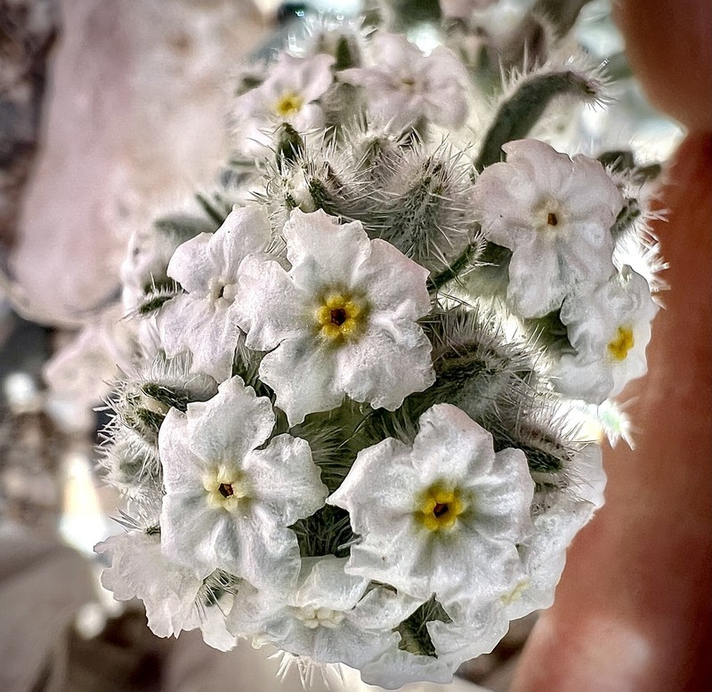 Hoffmann's Cryptantha photo 2