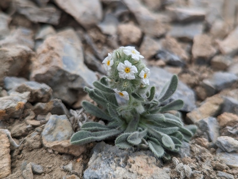 Hoffmann's Cryptantha photo 3