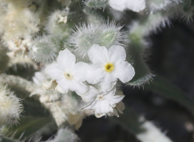 Hoffmann's Cryptantha photo 4