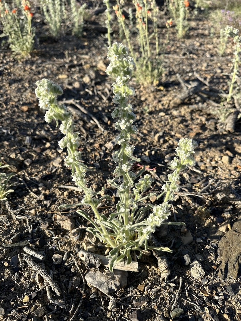 Hoffmann's Cryptantha photo 5