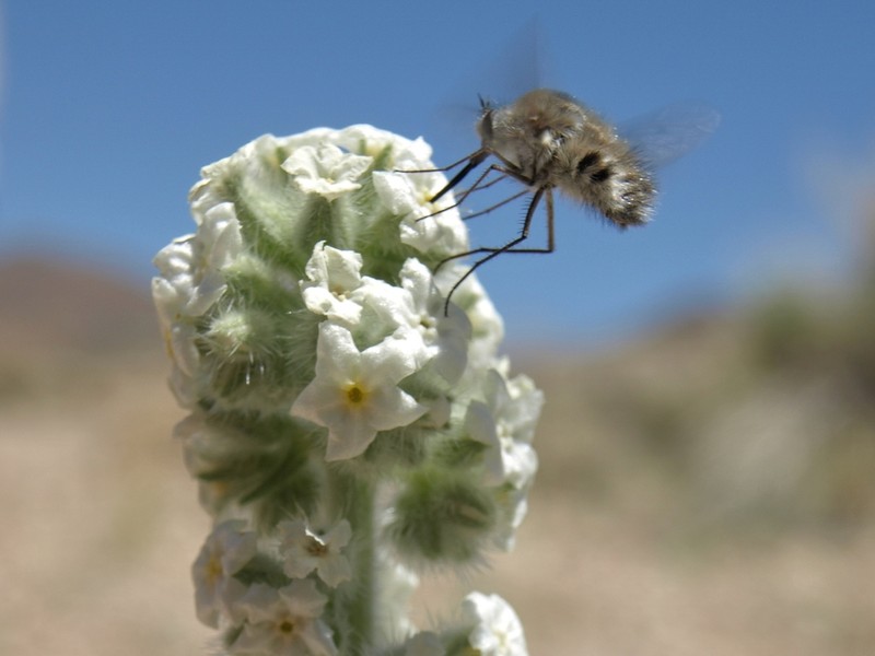 Hoffmann's Cryptantha photo 6
