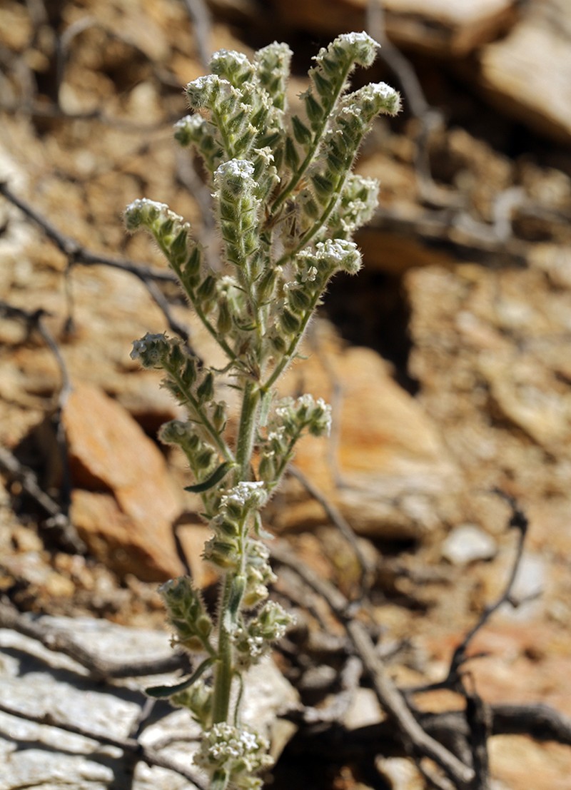 Hoffmann's Cryptantha photo 7