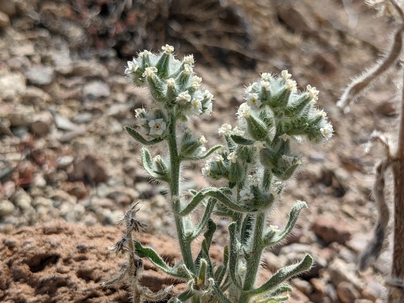 Hoffmann's Cryptantha photo 8