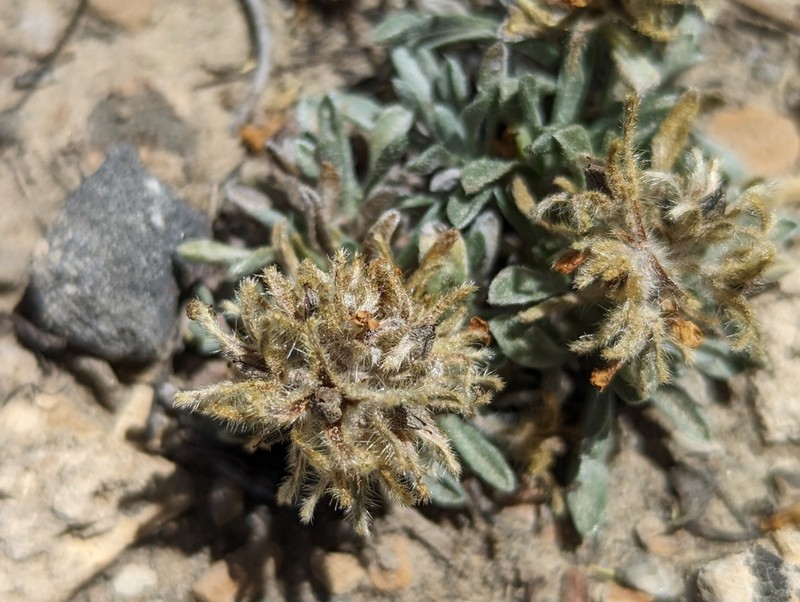 Roundspike Cryptantha