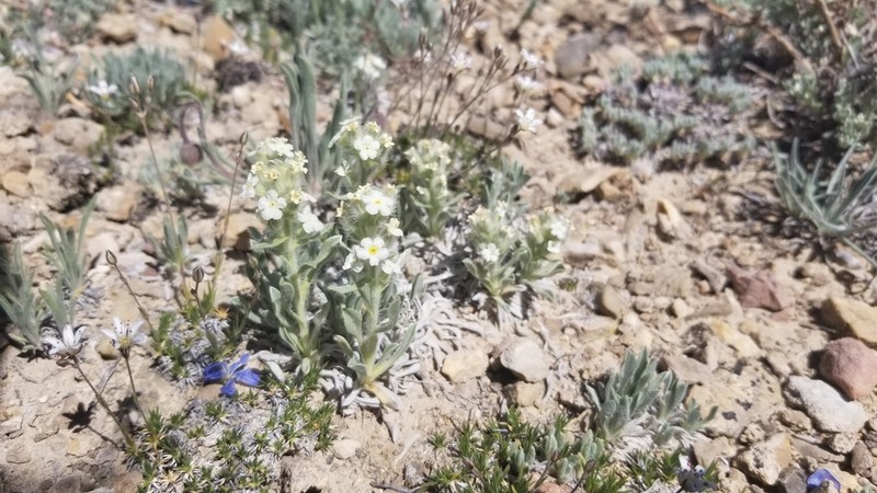 Roundspike Cryptantha photo 2