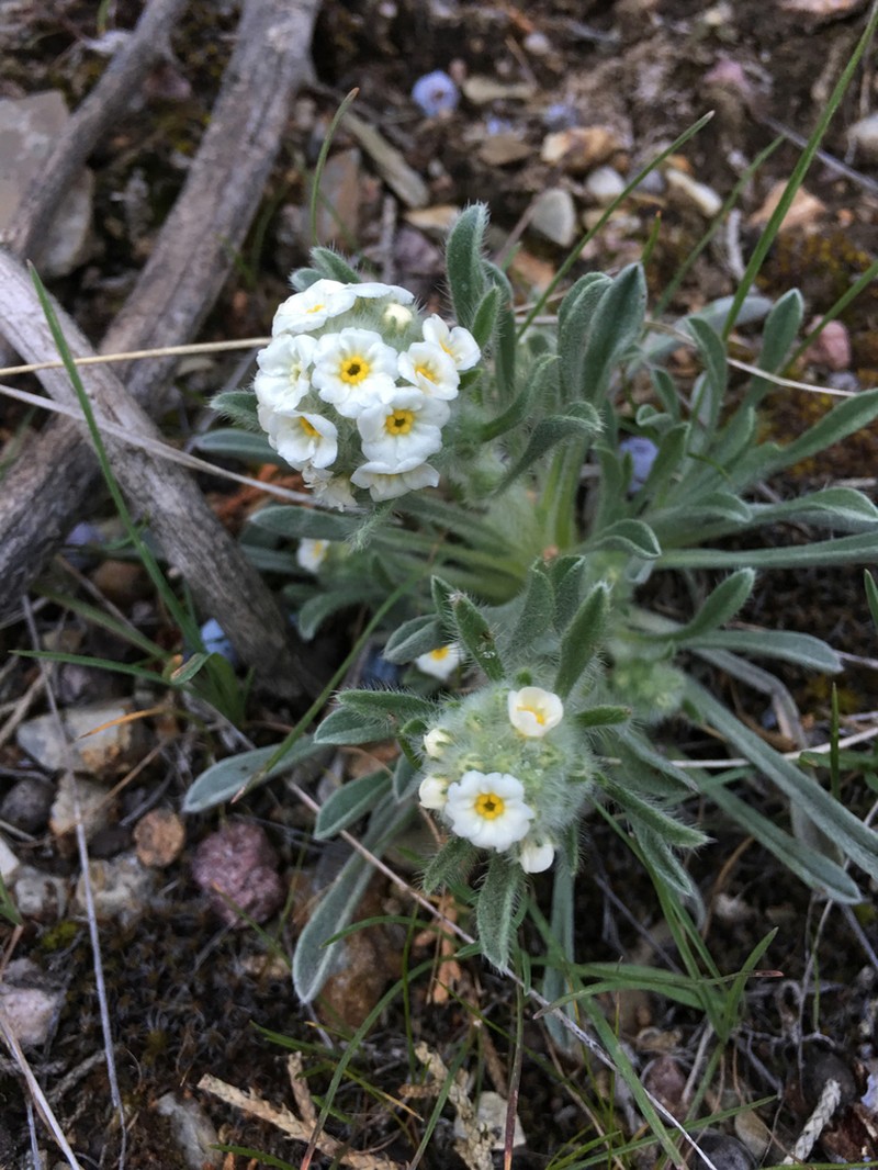 Roundspike Cryptantha photo 3