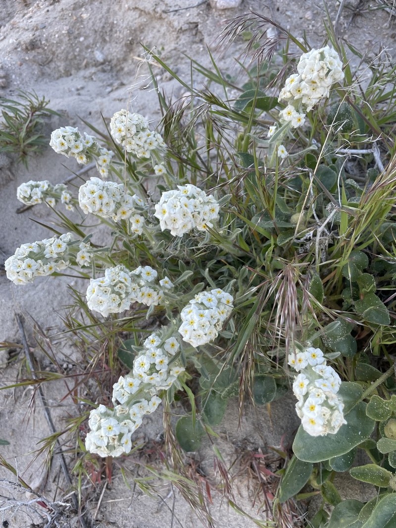 Roundspike Cryptantha photo 4