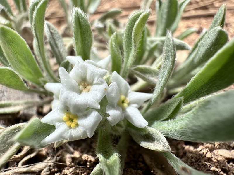 Roundspike Cryptantha photo 5