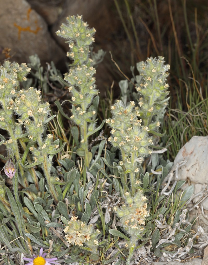 Roundspike Cryptantha photo 6