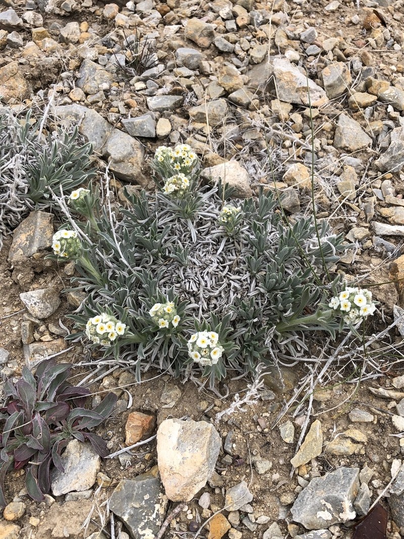 Roundspike Cryptantha photo 7
