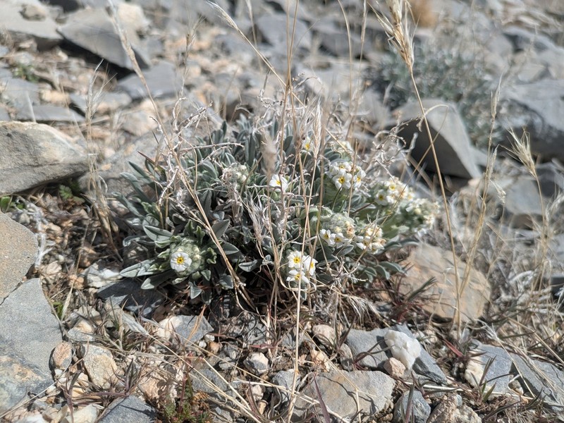 Roundspike Cryptantha photo 8
