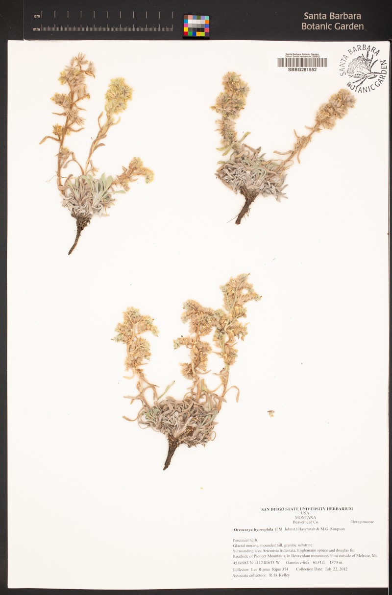 Oreocarya hypsophila photo 3