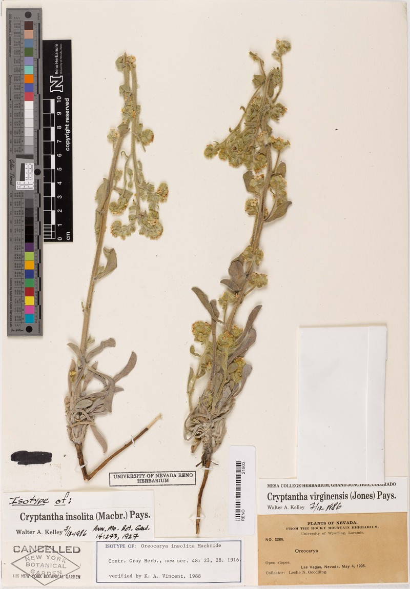 Las Vegas Cryptantha