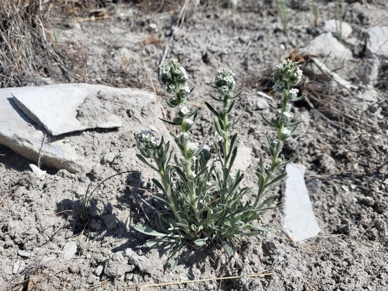 Elko Cryptantha