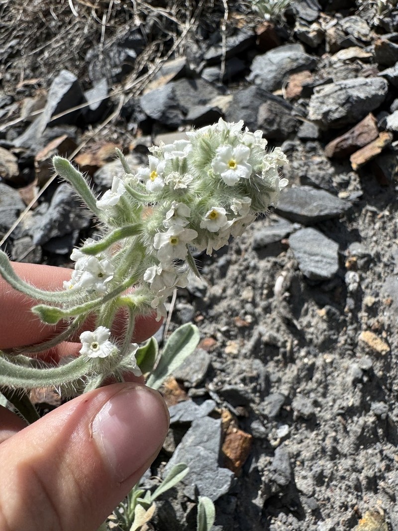 Elko Cryptantha photo 2