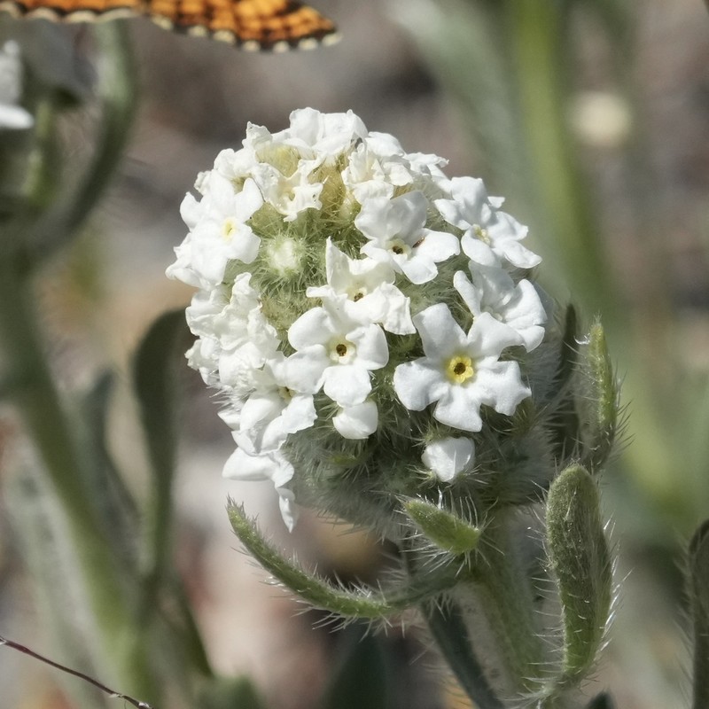 Elko Cryptantha photo 3