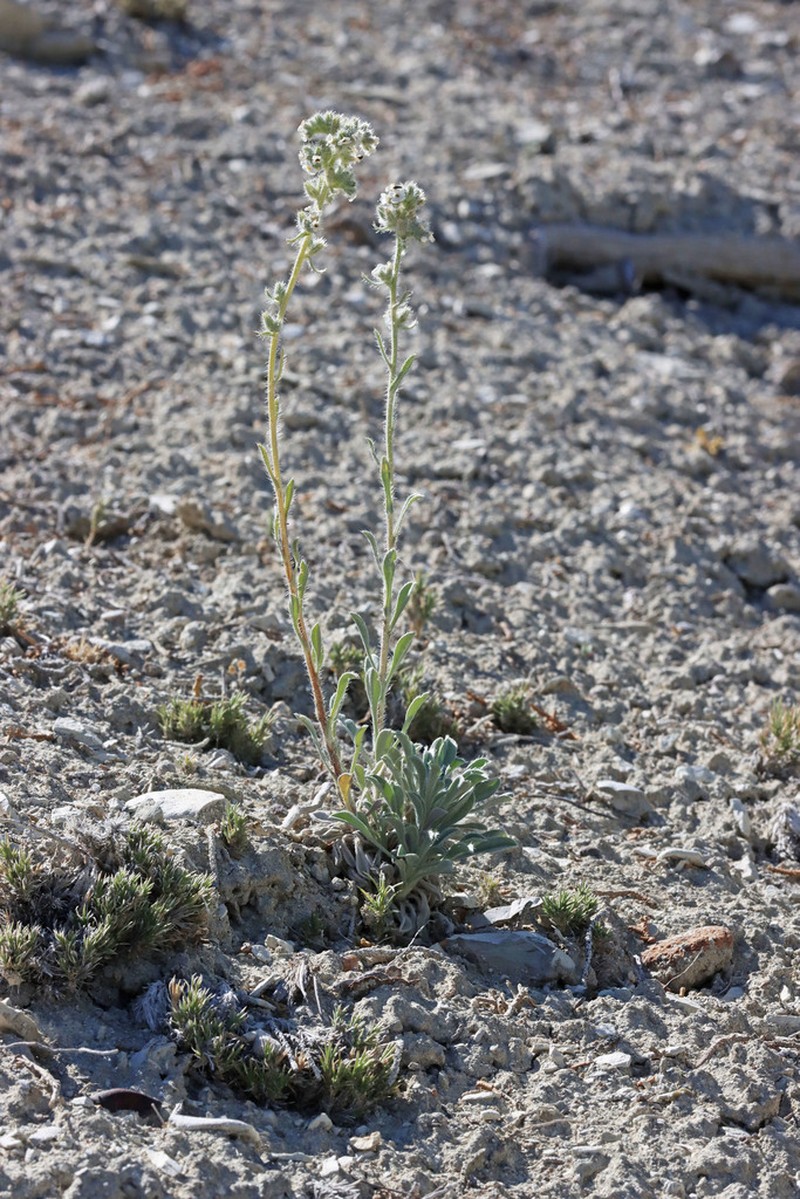 Elko Cryptantha photo 4