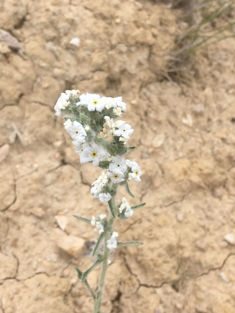 Elko Cryptantha photo 5
