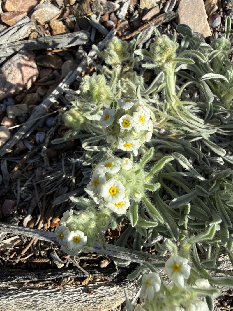 Elko Cryptantha photo 6