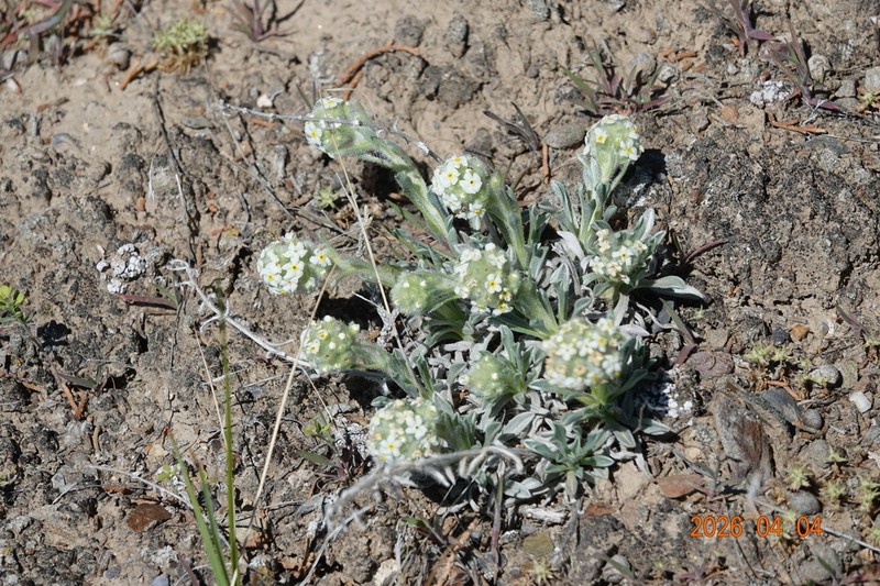 Elko Cryptantha photo 7