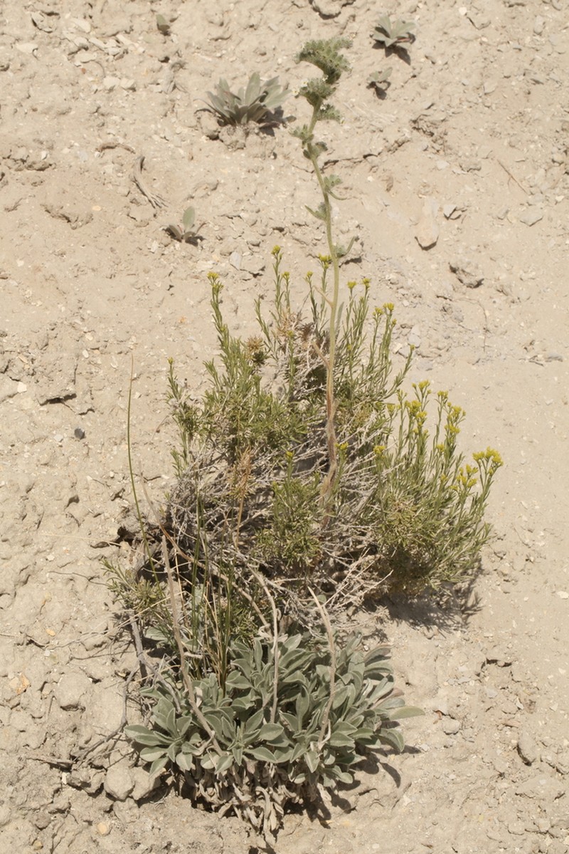 Elko Cryptantha photo 8