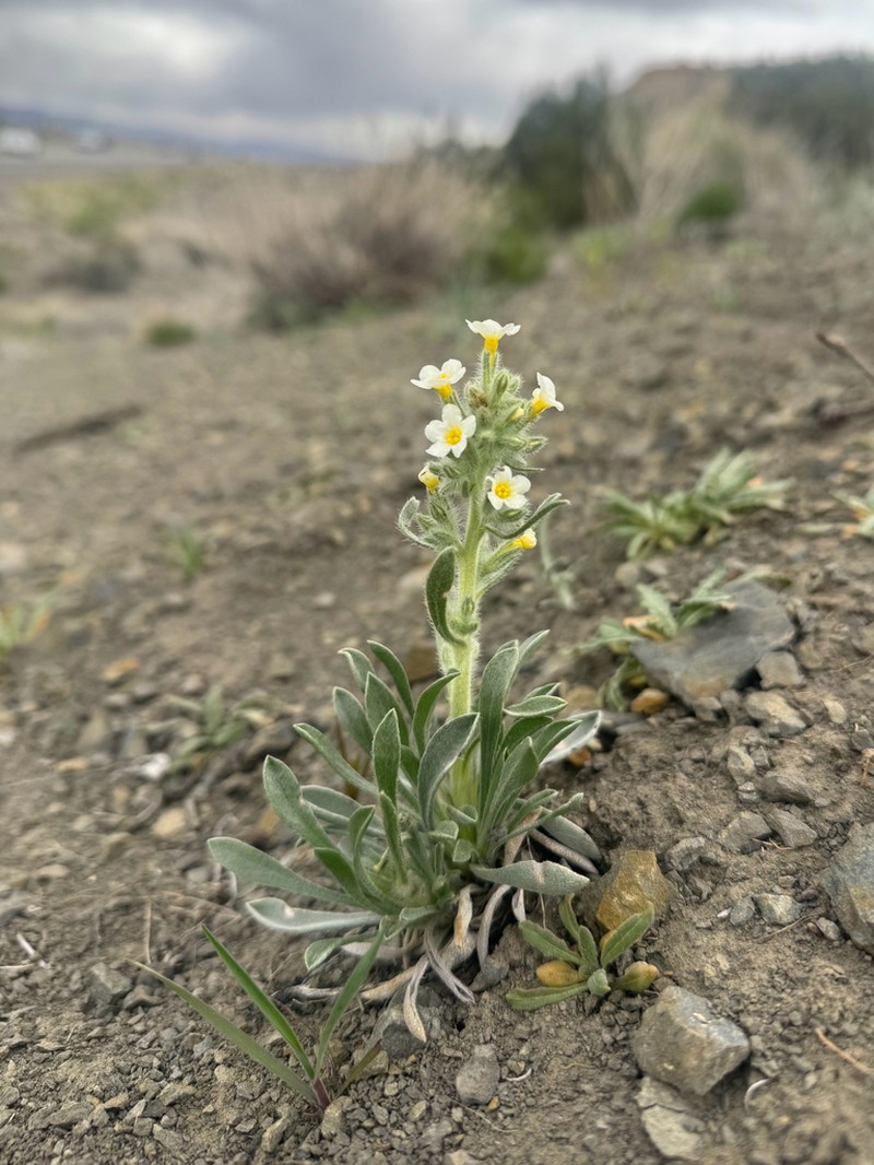 Johnston's Cryptantha