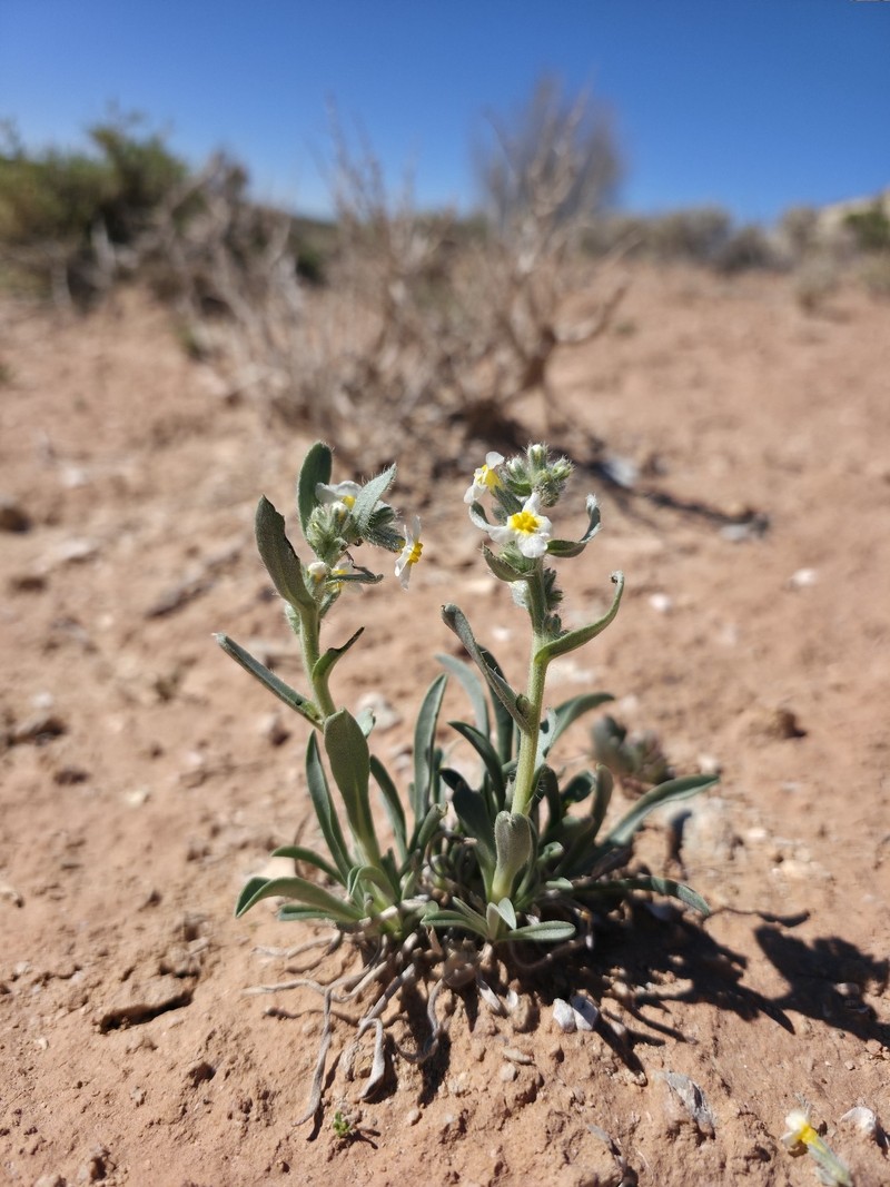 Johnston's Cryptantha photo 3